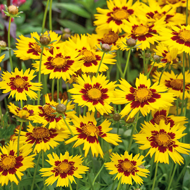 Coreopsis Plant 'Sunkiss'