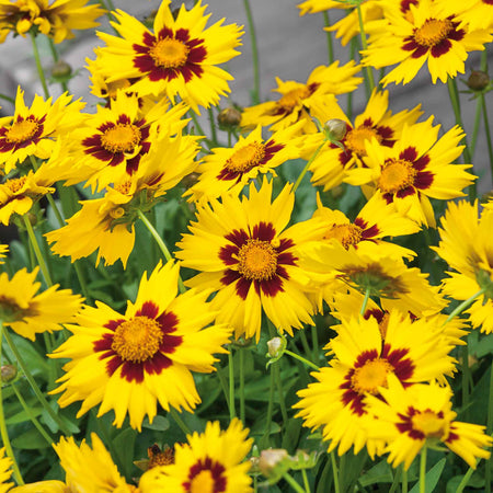 Coreopsis Plant 'Sunkiss'