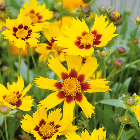 Coreopsis Plant 'Sunkiss'