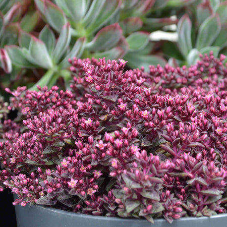 Crassula Plant 'Starlights Ruby'