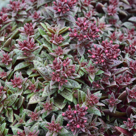 Crassula Plant 'Starlights Ruby'