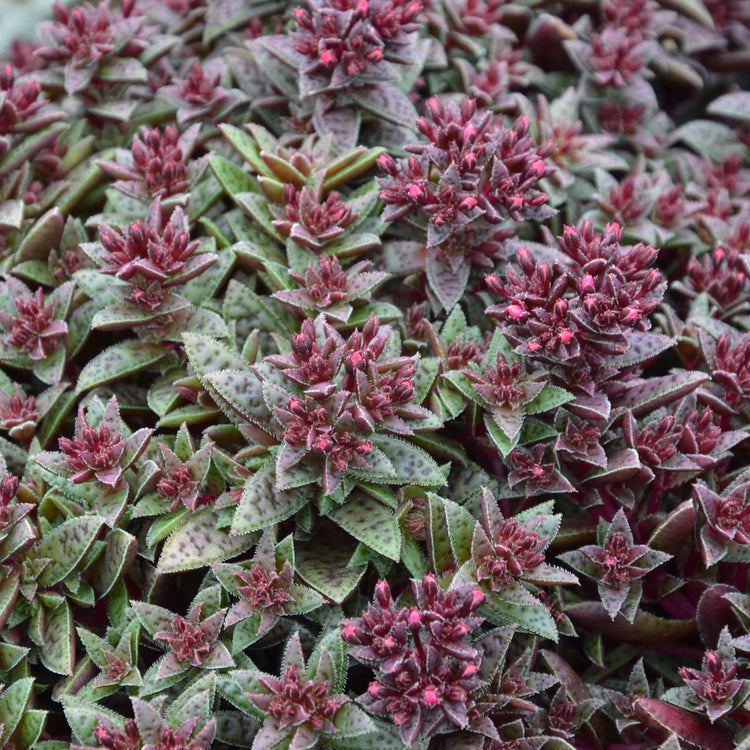Crassula Plant 'Starlights Ruby'