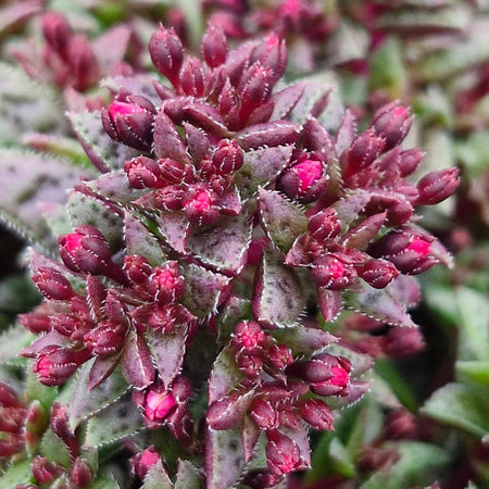 Crassula Plant 'Starlights Ruby'