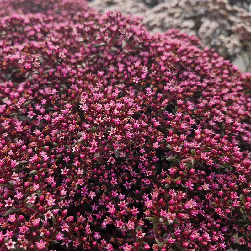 Crassula Plant 'Starlights Ruby'