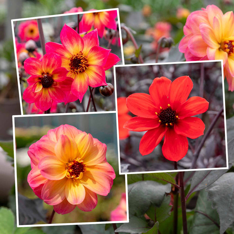 Dahlia Plant Mystic Collection
