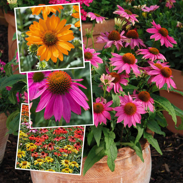 Echinacea Collection