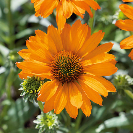Echinacea Plant 'Prima Saffron'