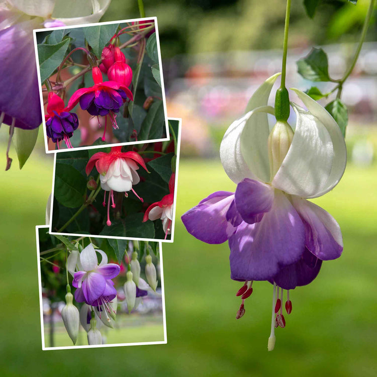 Fuchsia Hardy Collection