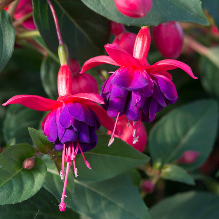 Fuchsia Hardy Collection