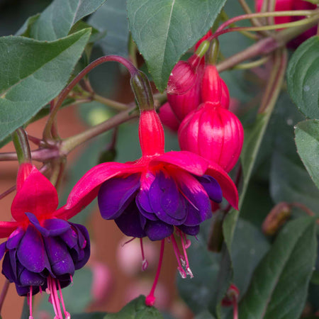 Fuchsia Plant 'Dollar Princess'