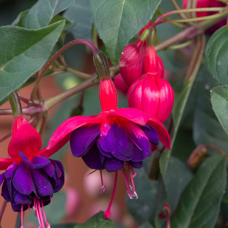 Fuchsia Plant 'Dollar Princess'