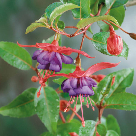 Fuchsia Plant 'Dollar Princess'