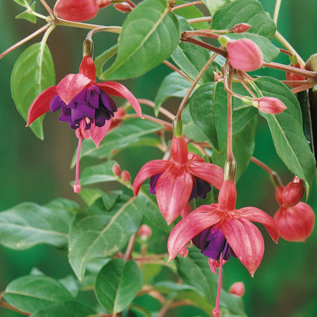 Fuchsia Plant 'Dollar Princess'
