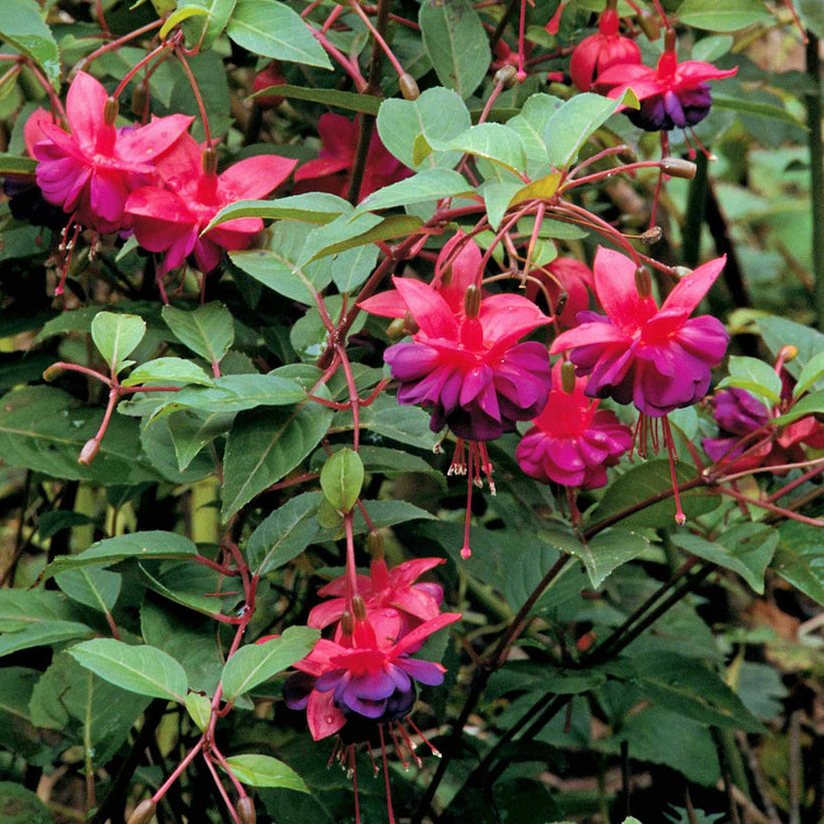 Fuchsia Plant 'Dollar Princess'