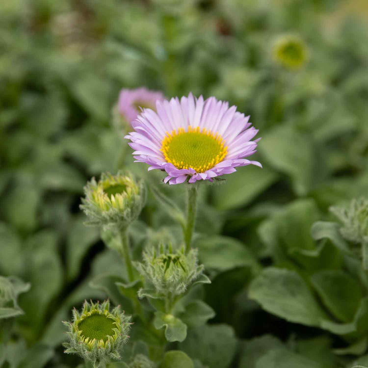 Erigeron Plant 'Sea Breeze Mauve'