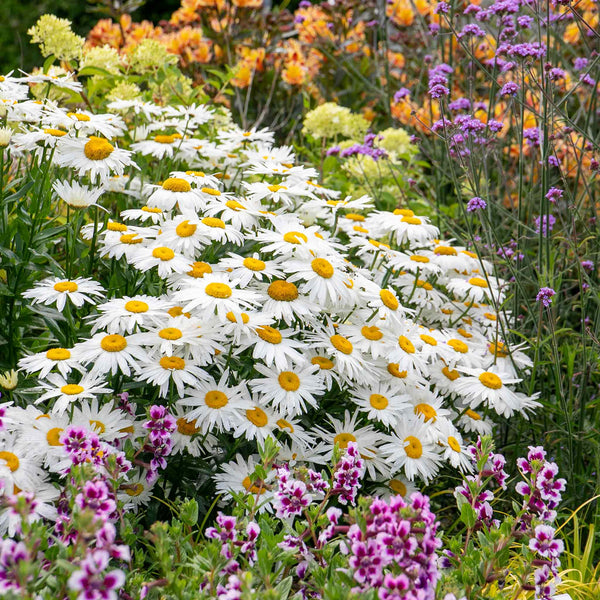 Leucanthemum Plant 'Madonna'