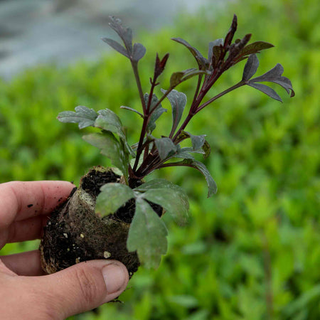 Dahlia Plant 'Mystic Fantasy'