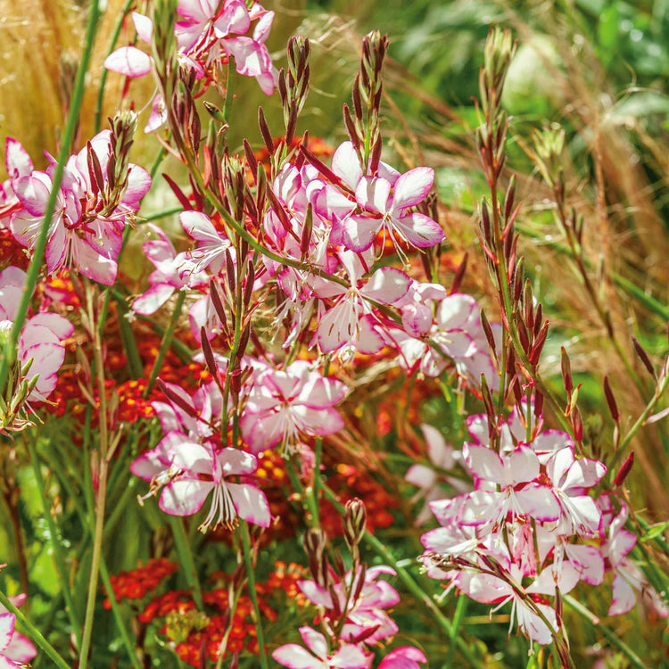 Gaura lindheimeri Plant 'Gambit Rose Bicolor'
