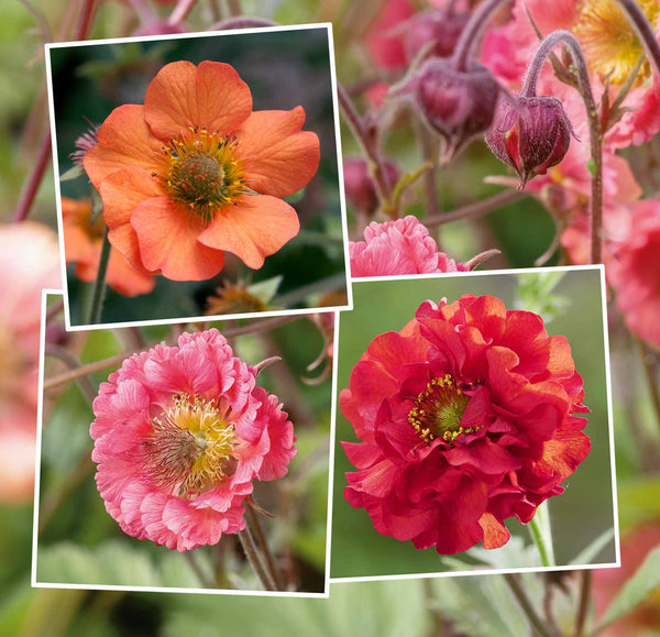Geum Collection