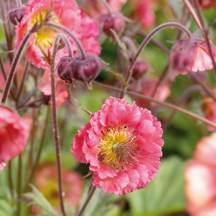 Geum Plant 'Pink Petticoats'