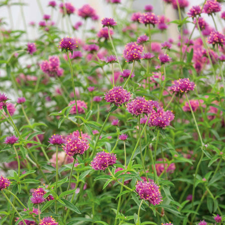 Gomphrena 'Truffula Pink'