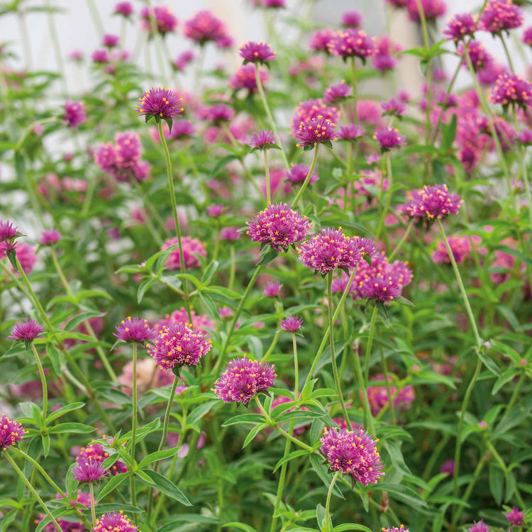 Gomphrena 'Truffula Pink'