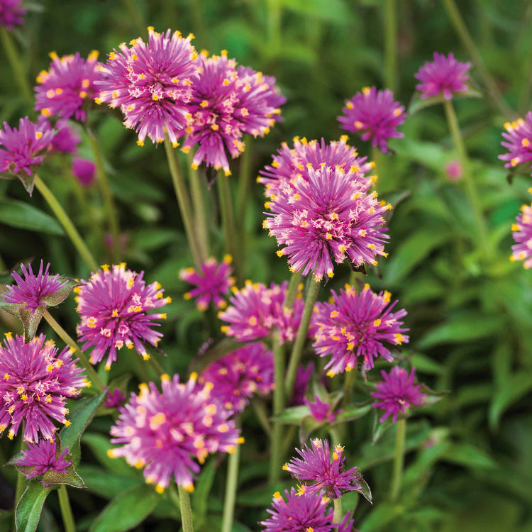 truffula flower seeds Gomphrena Plant 'Truffula Pink'