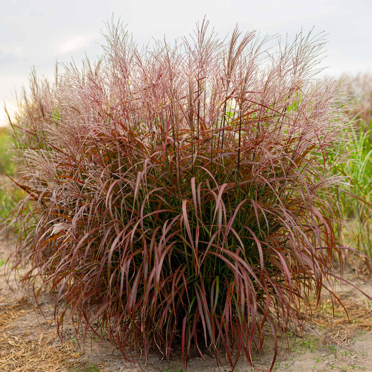 Miscanthus 'Lady in Red'