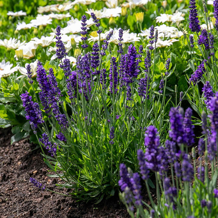 lavender plant in tamil Lavender Plant 'Angustifolia Blue Spear'
