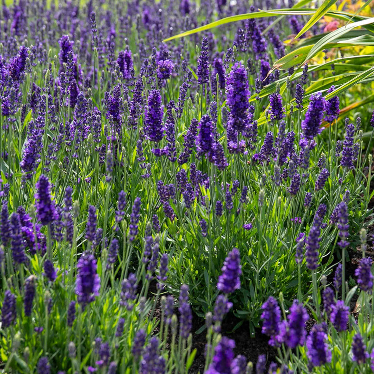 planting blue spear lavender Lavender Plant 'Angustifolia Blue Spear'