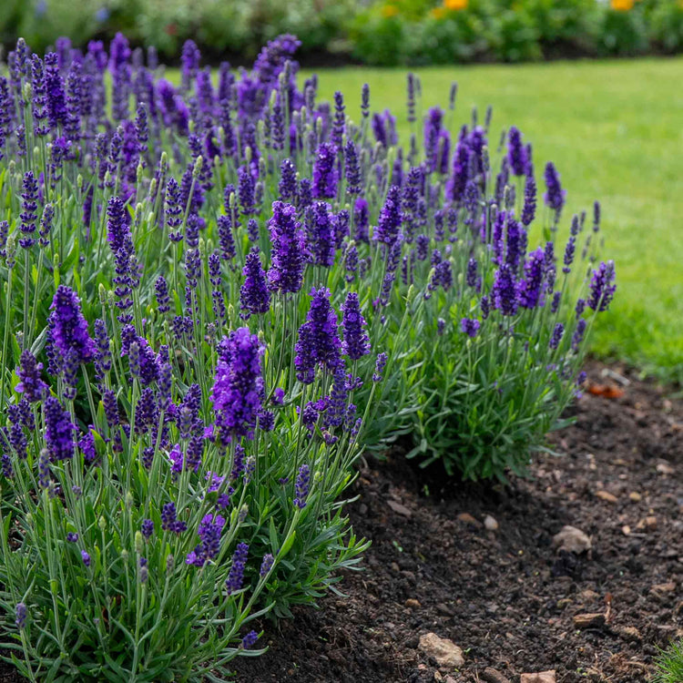 blue spear lavender plant Lavender Plant 'Angustifolia Blue Spear'