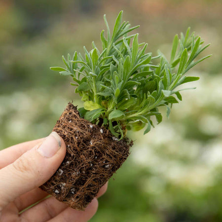 Lavender Plant 'Hidcote Blue'