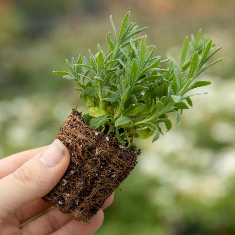 Lavender Plant 'Hidcote Blue'
