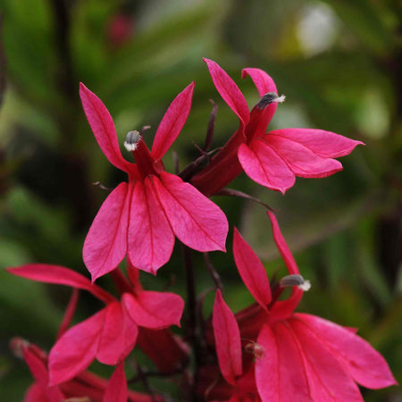 Lobelia Starship Collection