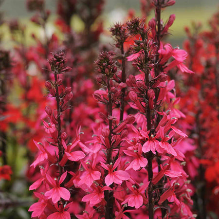 Lobelia Starship Collection