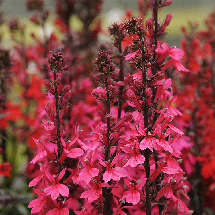 Lobelia Starship Collection