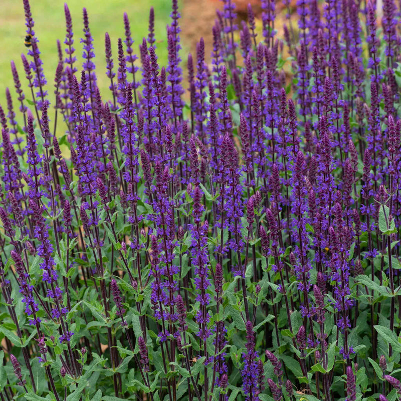 Salvia Plant 'Nemorosa Caradonna'