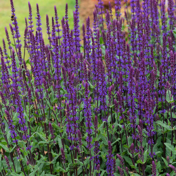 Salvia Plant 'Nemorosa Caradonna'