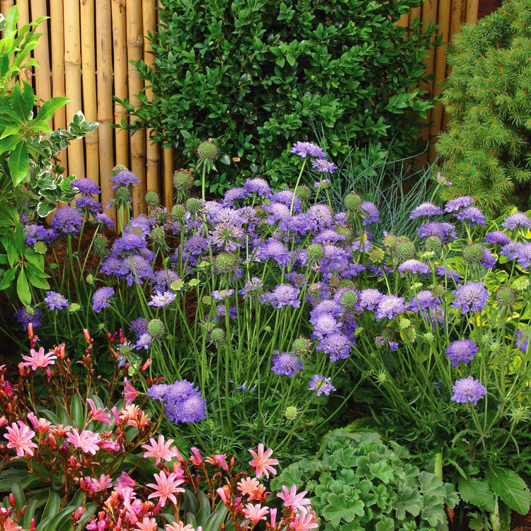 Scabious Plant 'Blue Note'