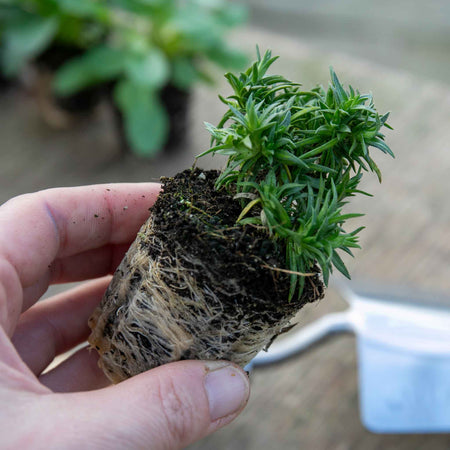 Phlox Plant 'Subulata Bavaria'