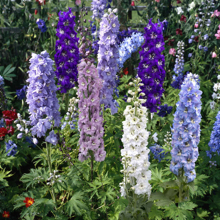 Marshalls Plant 'Selection'