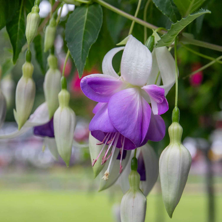 Fuchsia Hardy Collection