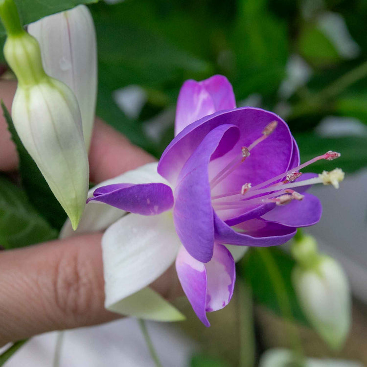 Fuchsia Hardy 9cm Collection