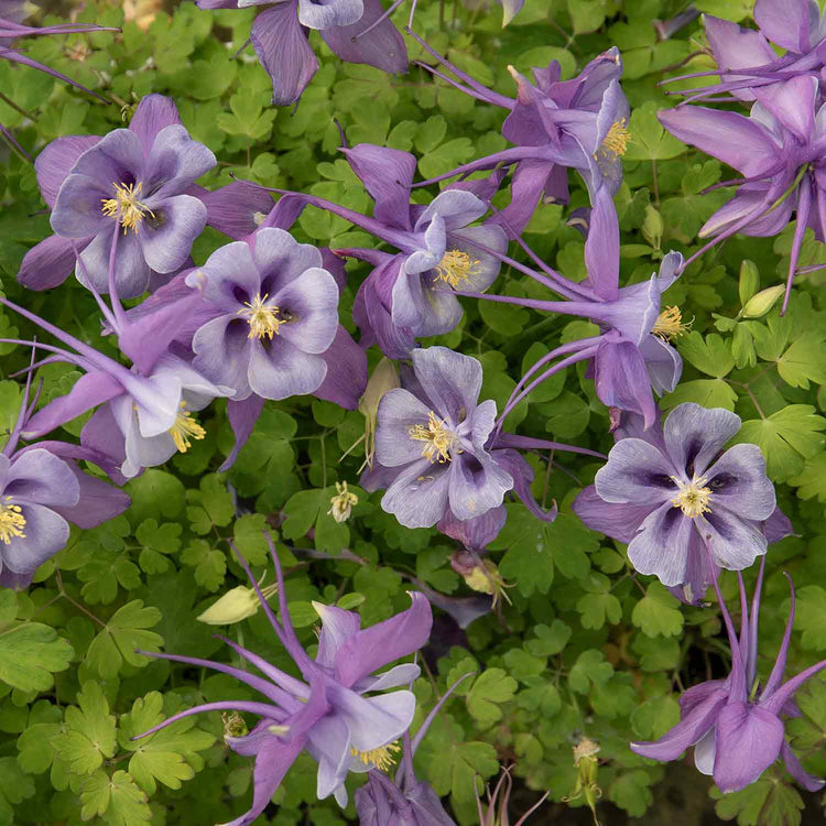 Aquilegia Plant 'Earlybird Purple Blue'