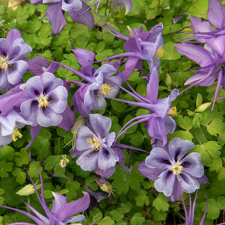 Aquilegia Plant 'Earlybird Purple Blue'