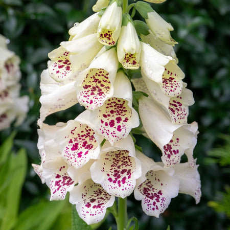 Digitalis Plant 'Dalmatian Mix'