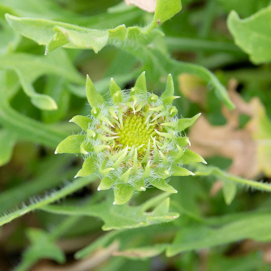 Gaillardia 'Fanfare Coral Glow' 2Ltr Plant Buy Gaillardia Seeds