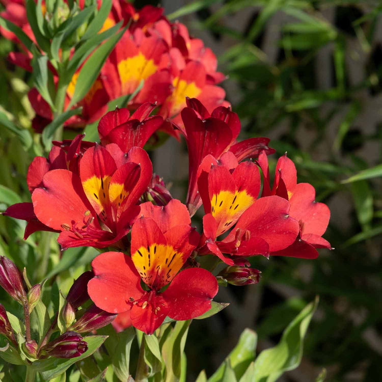 Alstroemeria Plant 'Summer Heat'