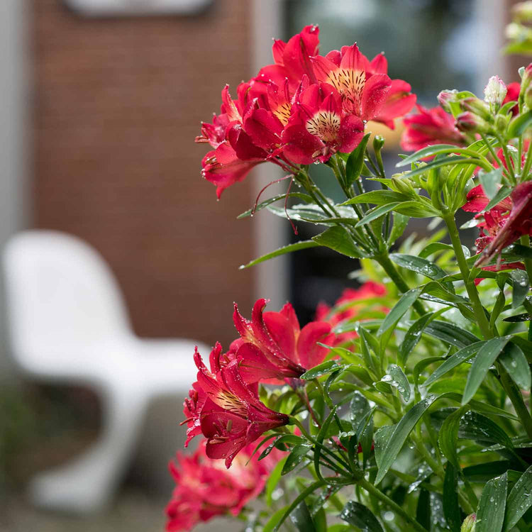 Alstroemeria Plant 'Summer Heat'