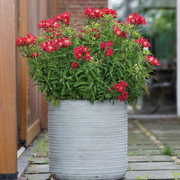 Alstroemeria Plant 'Summer Heat'